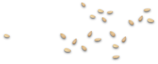sesame